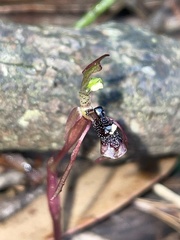 Chiloglottis diphylla