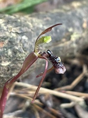 Chiloglottis diphylla