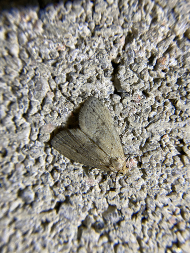 iNaturalist observation photo of Butterflies and Moths