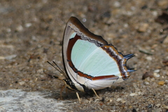 Polyura jalysus