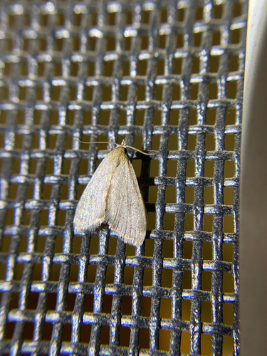 iNaturalist observation photo of Butterflies and Moths