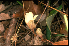 Gastrolobium modestum