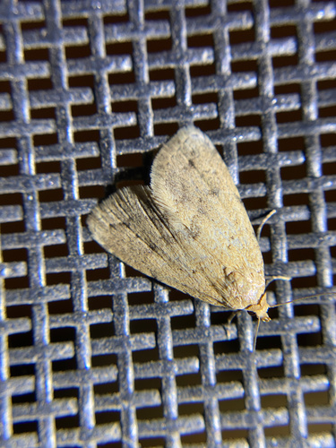 iNaturalist observation photo of Butterflies and Moths