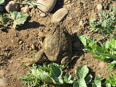 Anaxyrus boreas