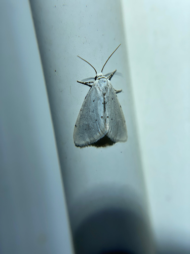 iNaturalist observation photo of Grotellaforma lactea