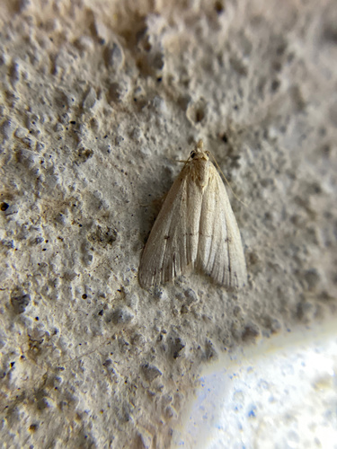 iNaturalist observation photo of Butterflies and Moths