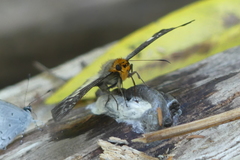 Gerosis phisara