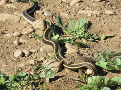 Anaxyrus boreas