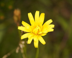 Microseris lanceolata