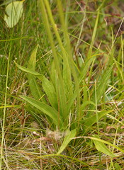 Microseris lanceolata