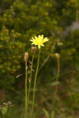 Microseris lanceolata