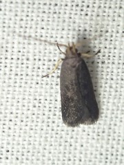 Lecithocera terrigena