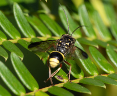 Trigonalidae