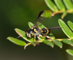 Trigonalidae