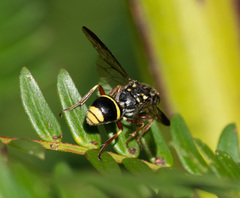 Trigonalidae