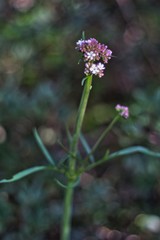 Valeriana italica