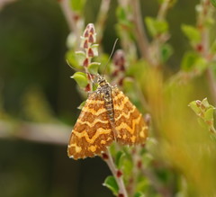 Chrysolarentia chrysocyma