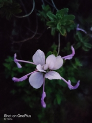 Syncolostemon comosus