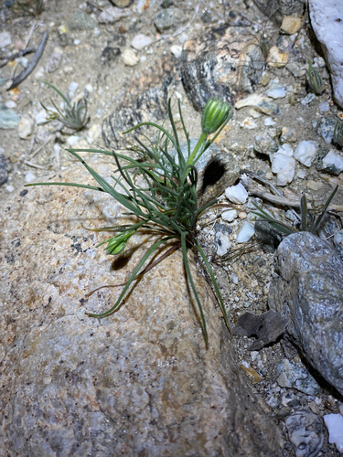 iNaturalist observation photo of Fremont's pincushion