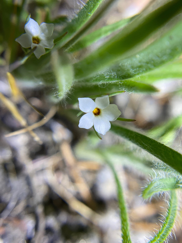 iNaturalist observation photo of Jones' Linanthus