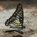 Graphium chironides - Photo (c) Jacky CUDON, μερικά δικαιώματα διατηρούνται (CC BY-NC), uploaded by Jacky CUDON