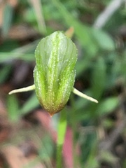 Pterostylis hispidula
