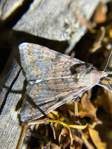 iNaturalist observation photo of Forsebia Moth