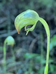 Pterostylis hispidula