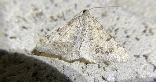 iNaturalist observation photo of Creosote Moth