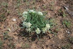 Asclepias involucrata