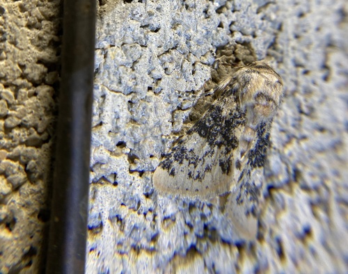 iNaturalist observation photo of Unciella