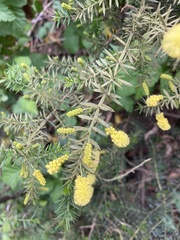 Acacia verticillata