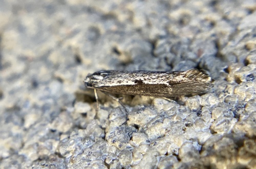iNaturalist observation photo of Ethmia epileuca