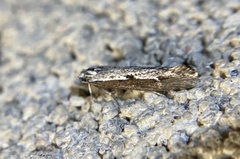 Ethmia epileuca