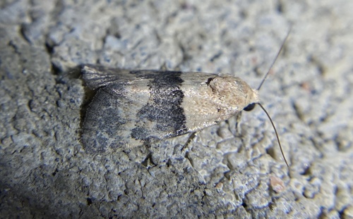 iNaturalist observation photo of Aleptina semiatra