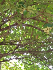 Magnoliopsida