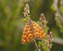 Chrysolarentia chrysocyma
