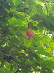 Magnoliopsida