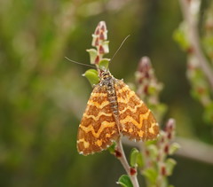 Chrysolarentia chrysocyma