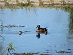 Anas platyrhynchos