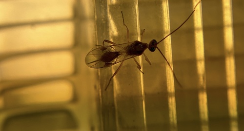 iNaturalist observation photo of Braconid Wasps
