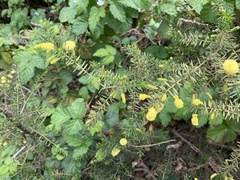Acacia verticillata