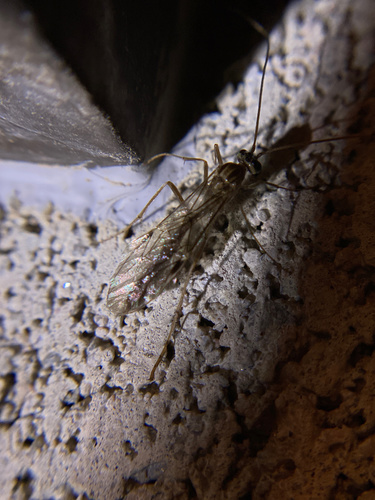 iNaturalist observation photo of Ophion