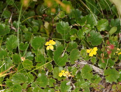 Goodenia hederacea alpestris