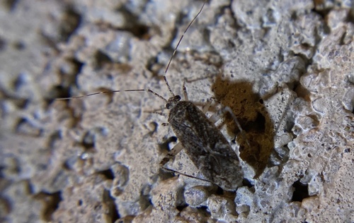iNaturalist observation photo of Phytocoris