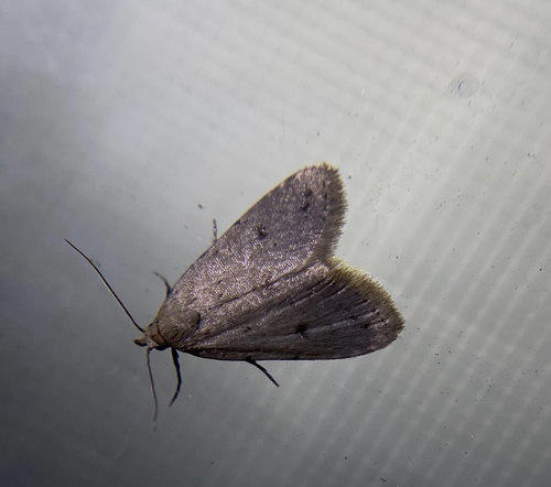 iNaturalist observation photo of Butterflies and Moths