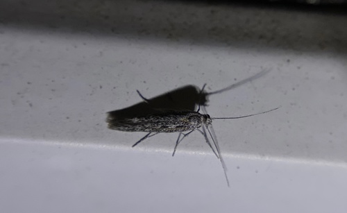 iNaturalist observation photo of Curved-horn Moths