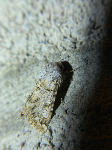 iNaturalist observation photo of Schinia deserticola