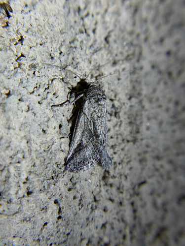 iNaturalist observation photo of Oxycnemis fusimacula
