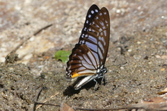 Graphium xenocles
